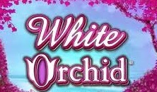 White Orchid
